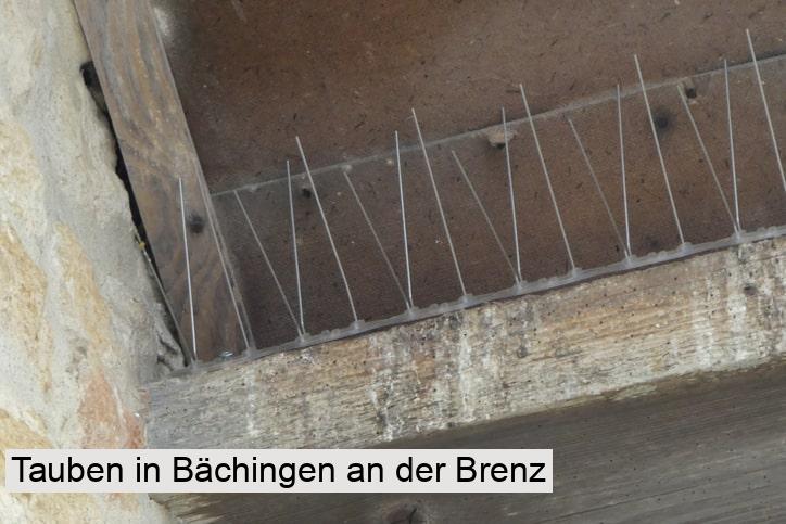 Tauben in Bächingen an der Brenz